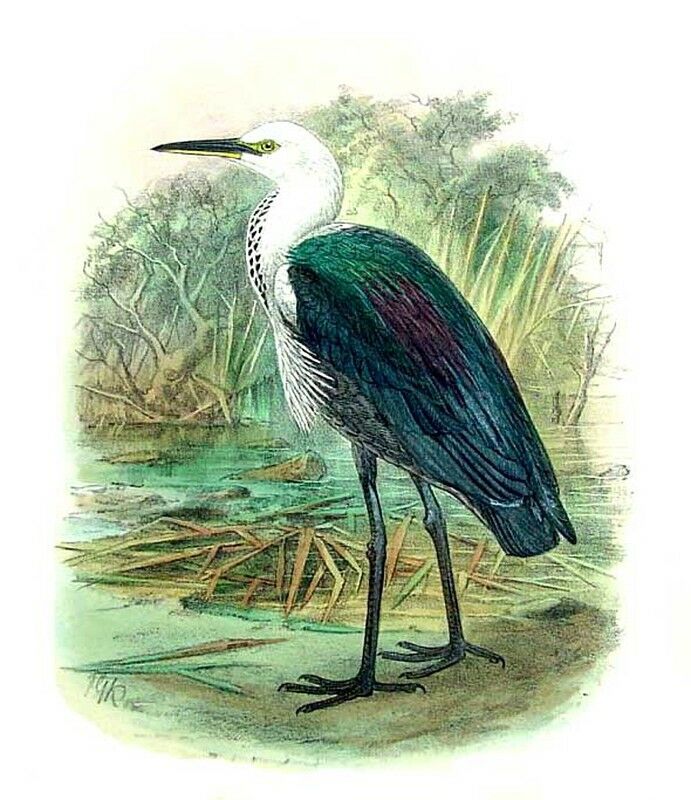 White-necked Heron