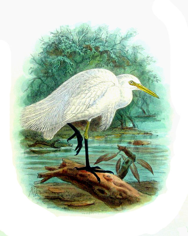 Medium Egret