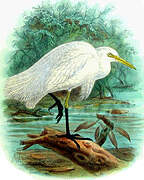 Intermediate Egret