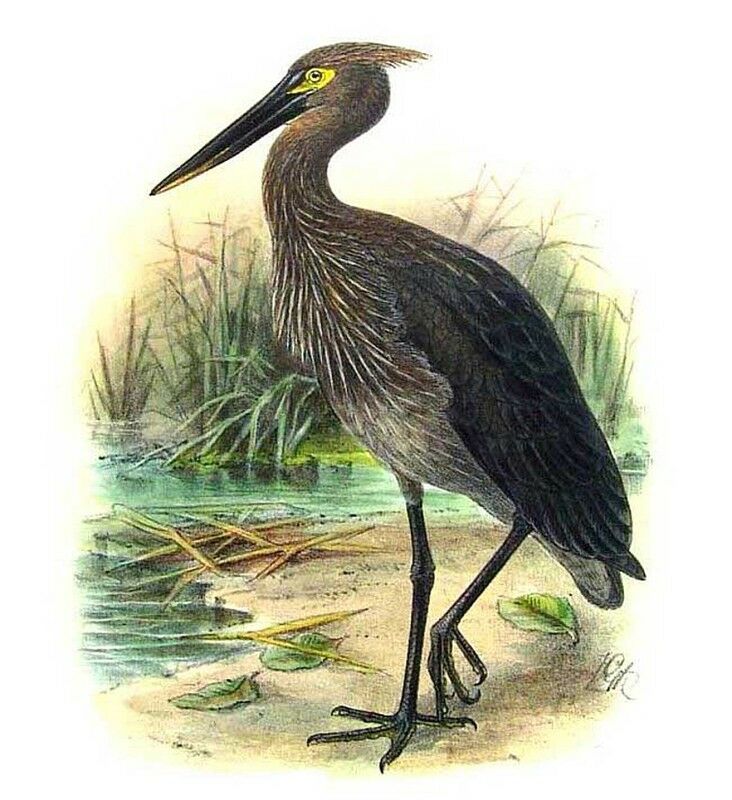 Great-billed Heron