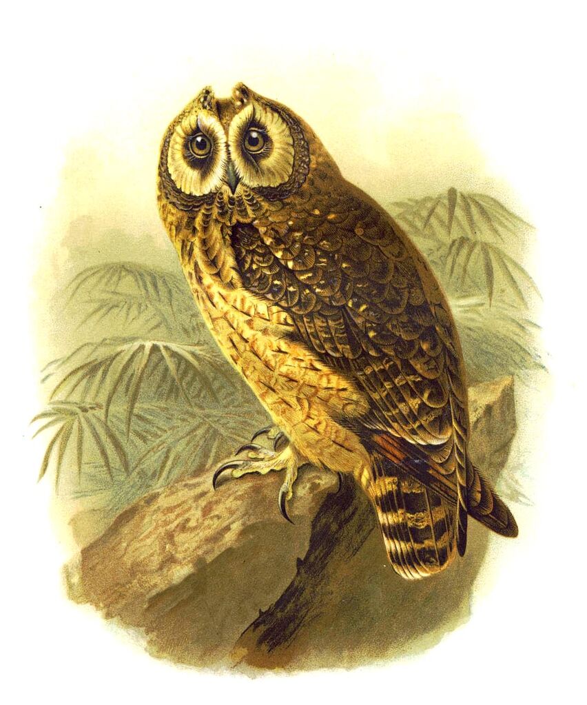 Marsh Owl