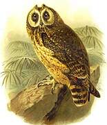 Marsh Owl