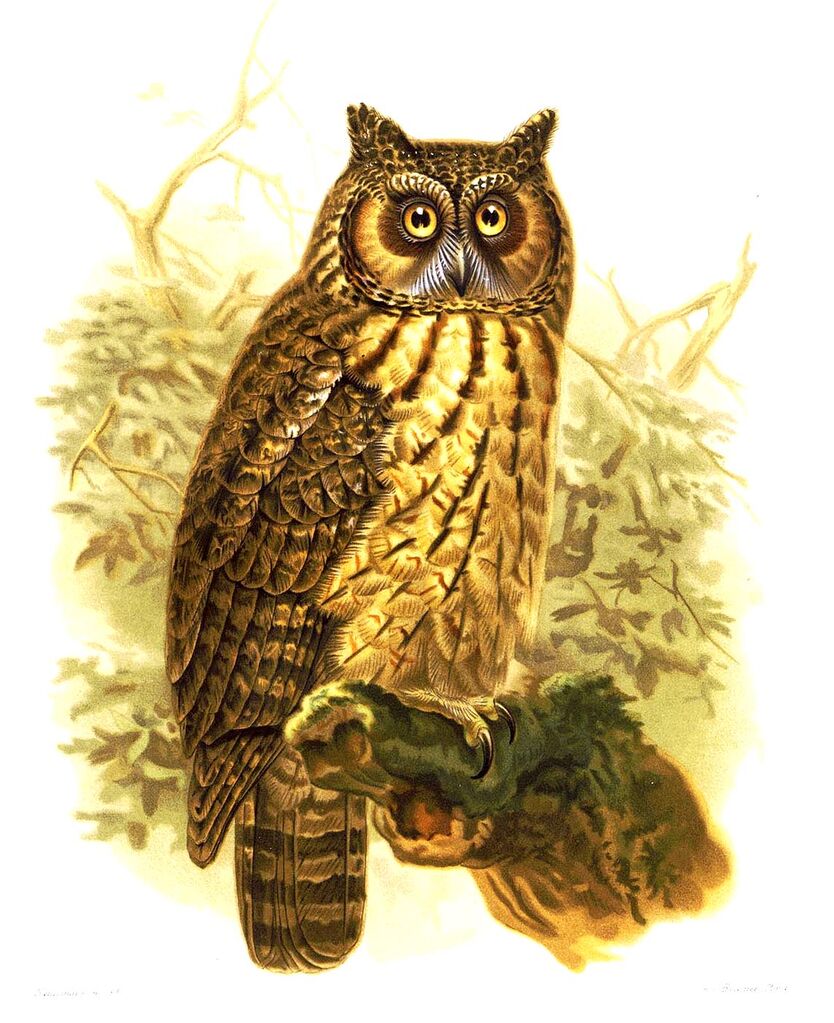 Madagascar Owl