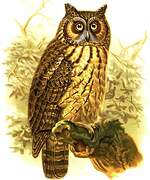 Madagascan Owl