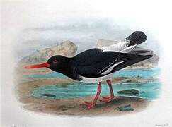 Pied Oystercatcher