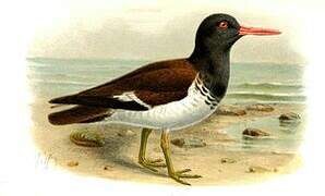 American Oystercatcher