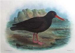 Sooty Oystercatcher