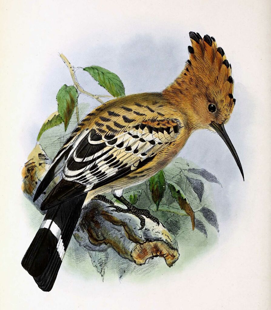 Eurasian Hoopoe