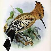 Eurasian Hoopoe