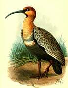 Black-faced Ibis