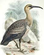 Andean Ibis