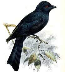 Drongo papou