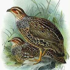 Francolin à collier