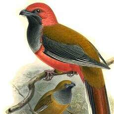 Trogon de Whitehead