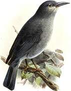 Boulder Finch