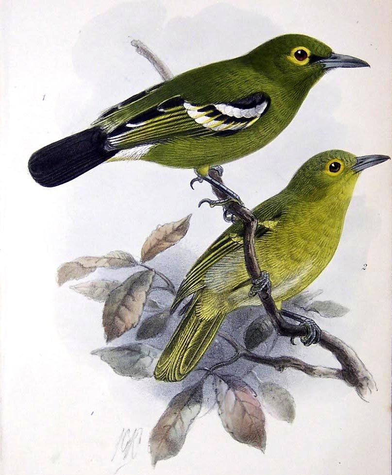 Green Iora