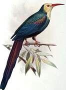 White-headed Wood Hoopoe