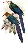 Forest Wood Hoopoe