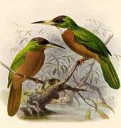 Yellow-billed Jacamar