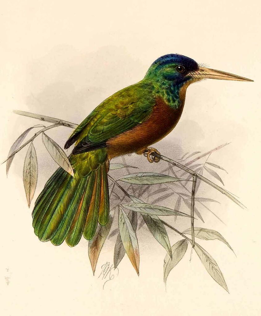 Blue-necked Jacamar