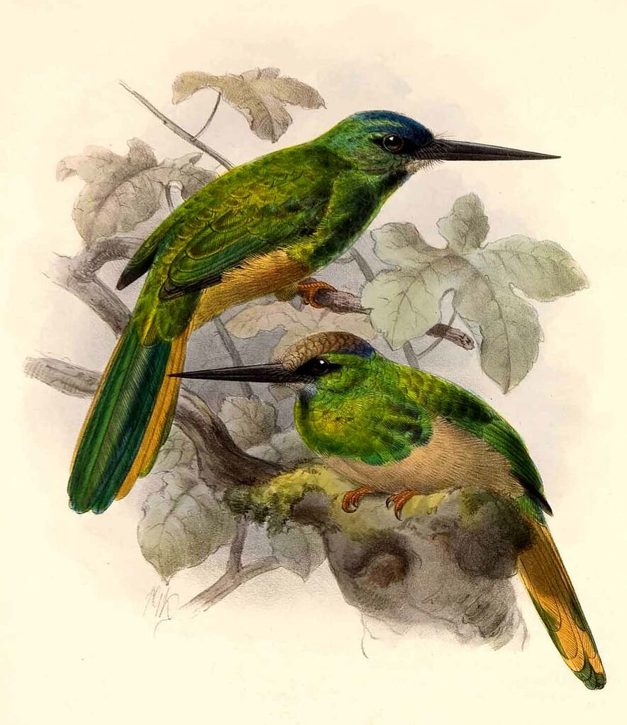 White-chinned Jacamar