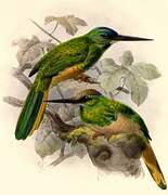 White-chinned Jacamar