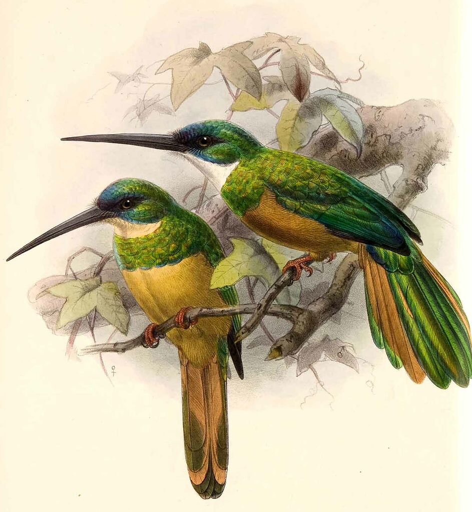 Rufous-tailed Jacamar