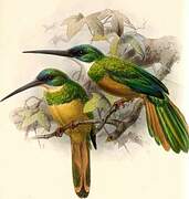 Rufous-tailed Jacamar