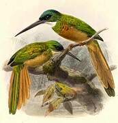 Rufous-tailed Jacamar