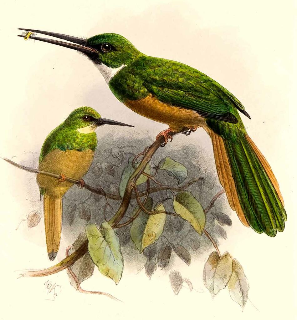 Rufous-tailed Jacamar