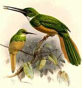 Rufous-tailed Jacamar