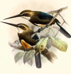 Jacamar à tête pâle