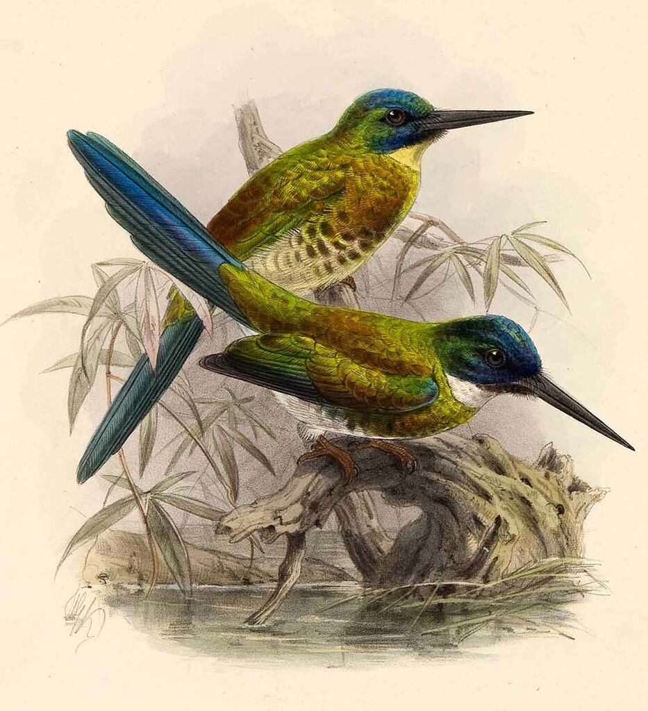 Bronzy Jacamar