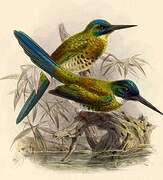 Bronzy Jacamar