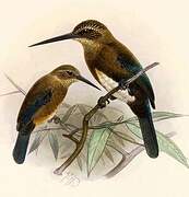 Brown Jacamar