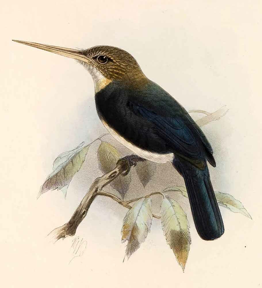 Jacamar brun