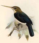 Brown Jacamar