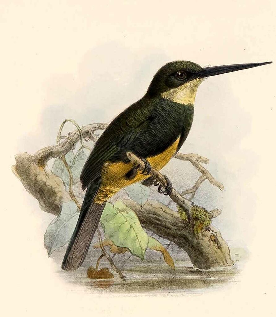 Dusky-backed Jacamar