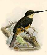 Dusky-backed Jacamar