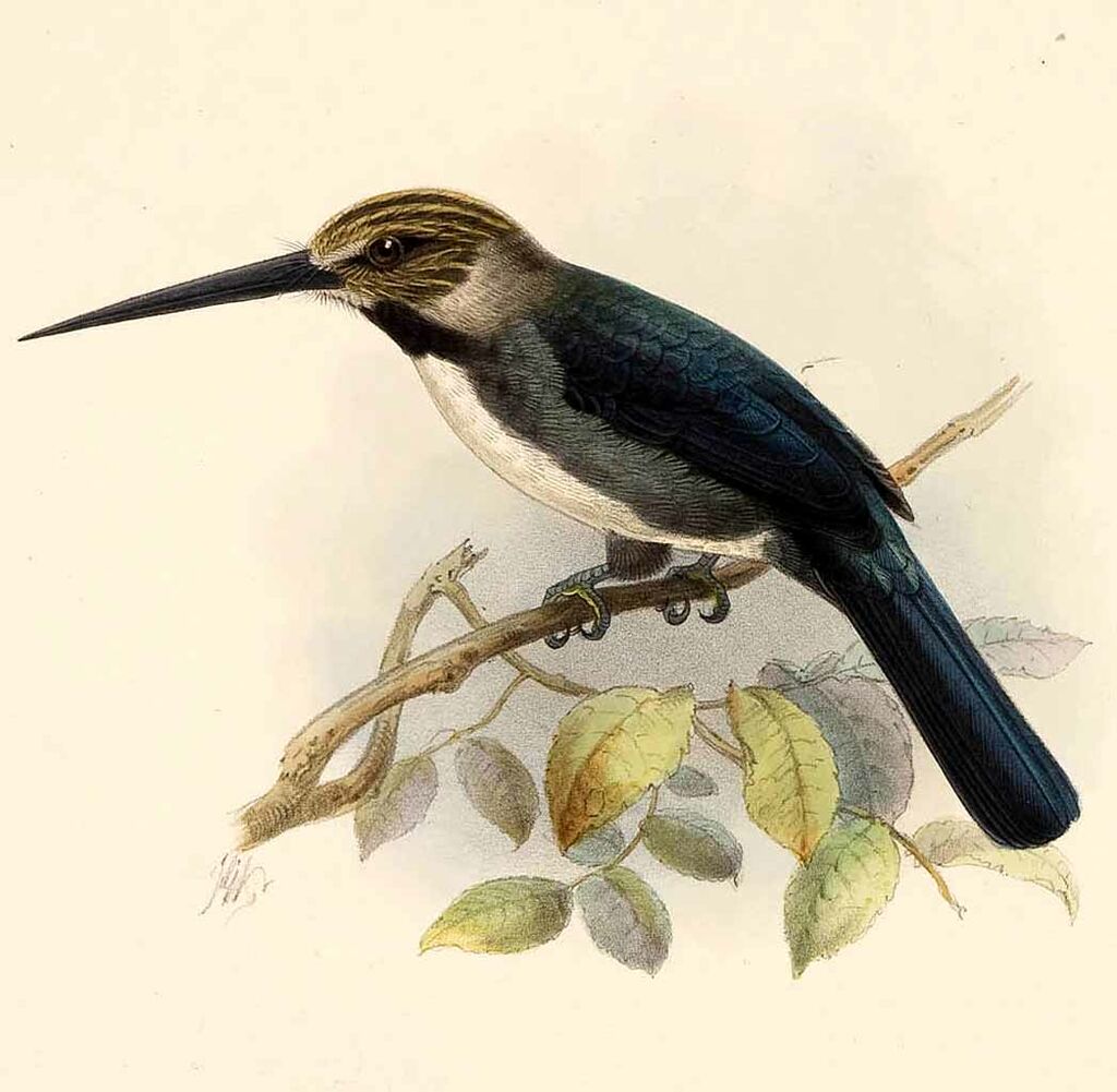 Jacamar tridactyle