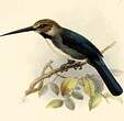 Jacamar tridactyle