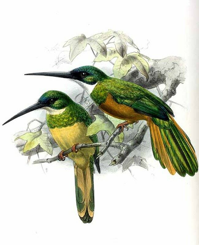 Green-tailed Jacamar