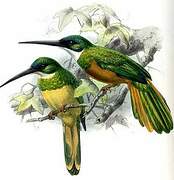 Jacamar vert