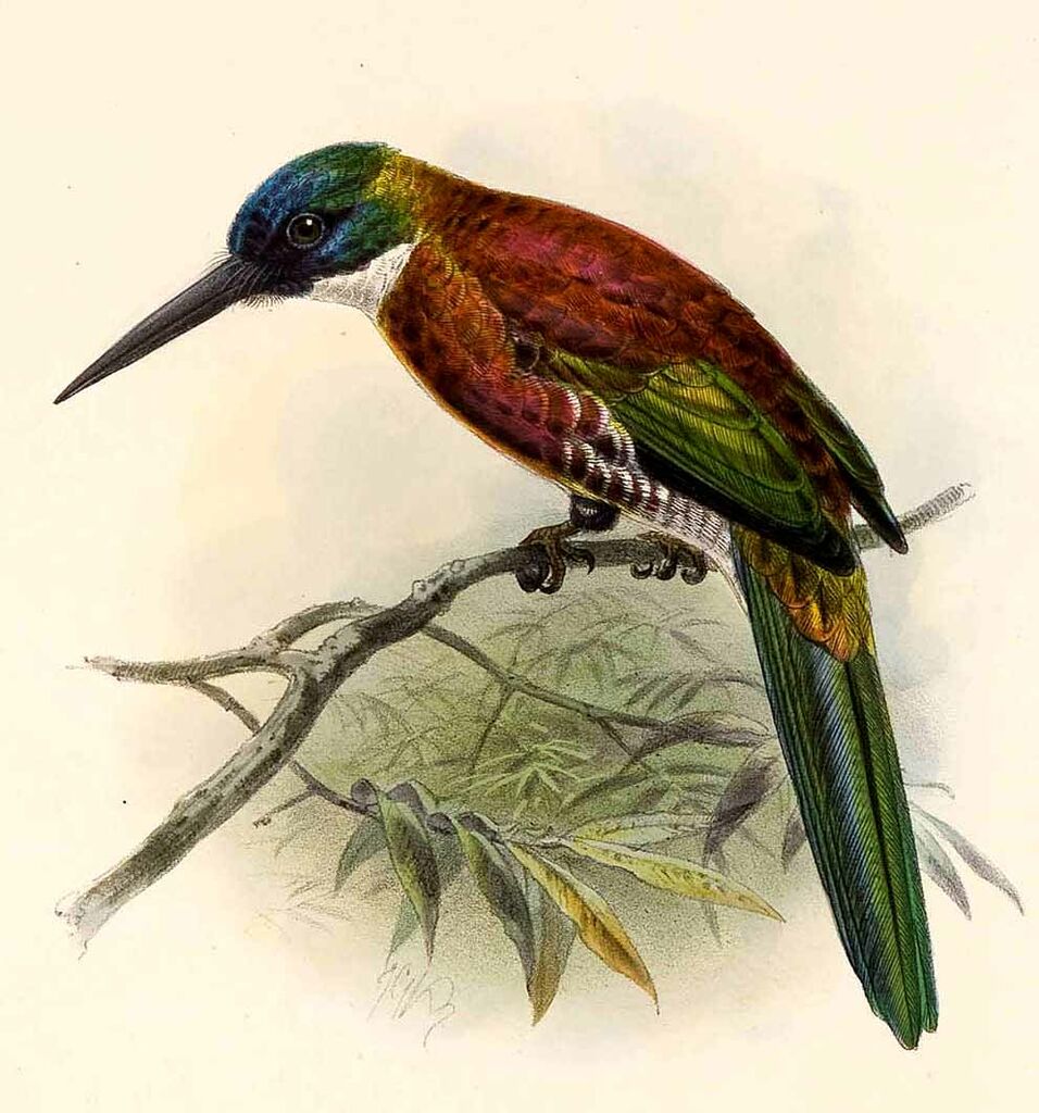 Purplish Jacamar