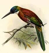 Jacamar violacé