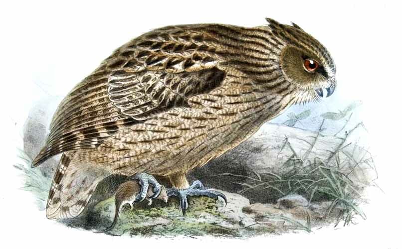 Blakiston's Fish Owl