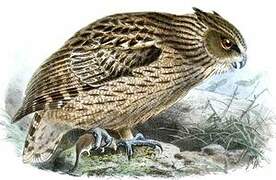 Blakiston's Fish Owl