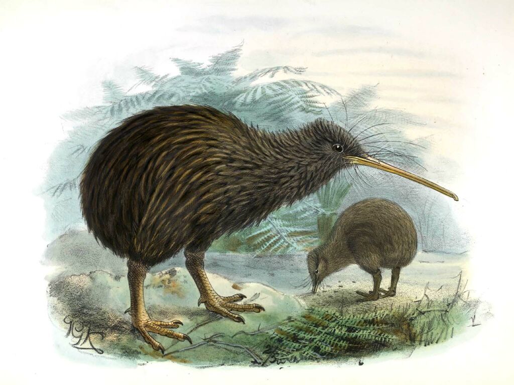 Kiwi de Mantell