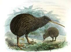 North Island Brown Kiwi