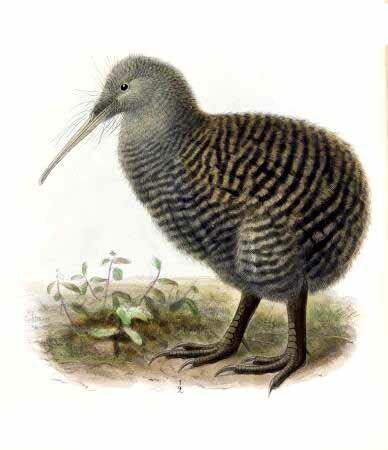 Great Spotted Kiwi